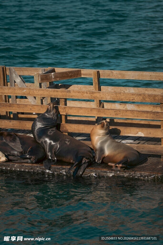 码头边休憩的几只海狮