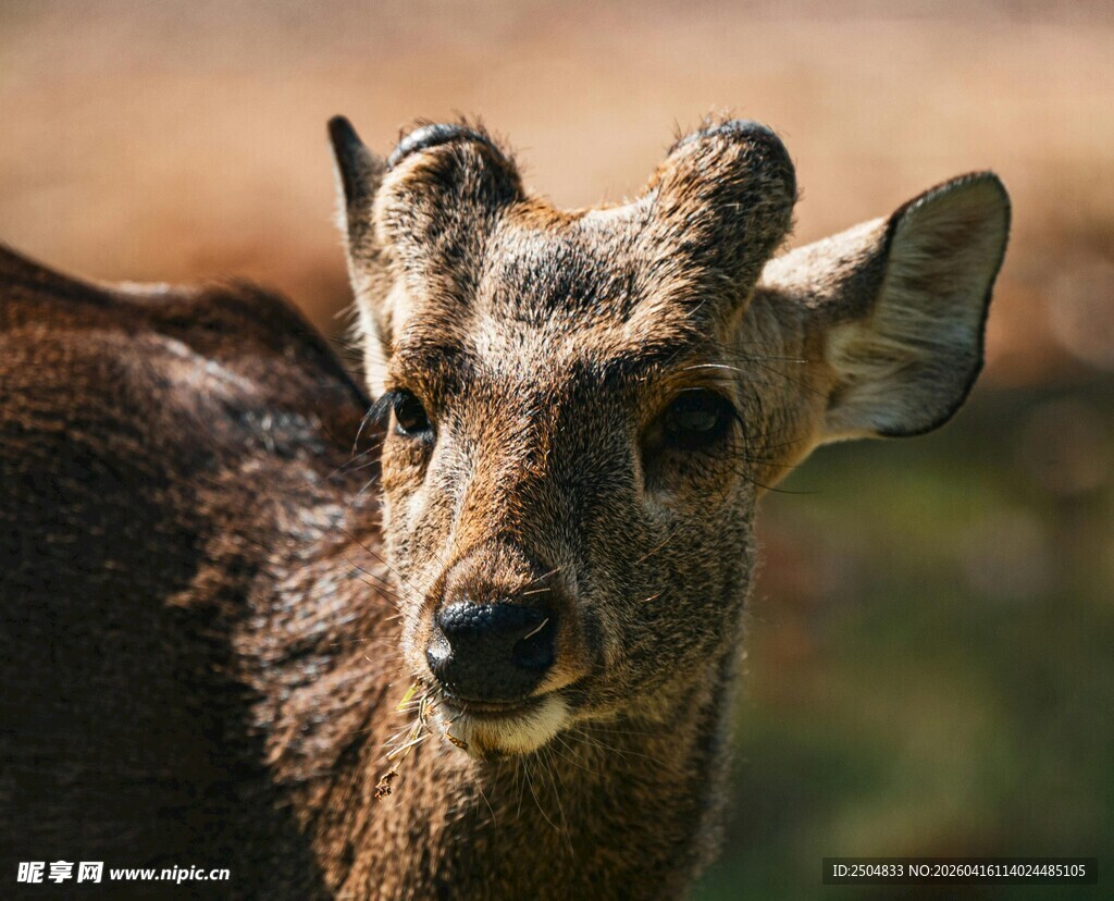 小鹿特写