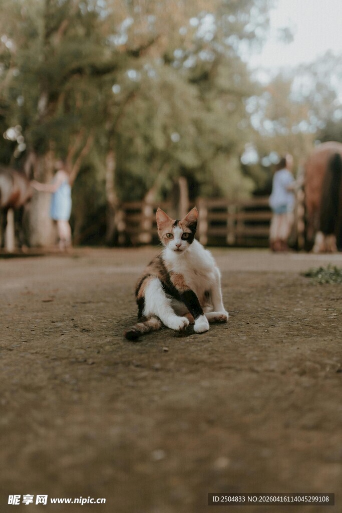 草地上依偎的两只可爱猫咪