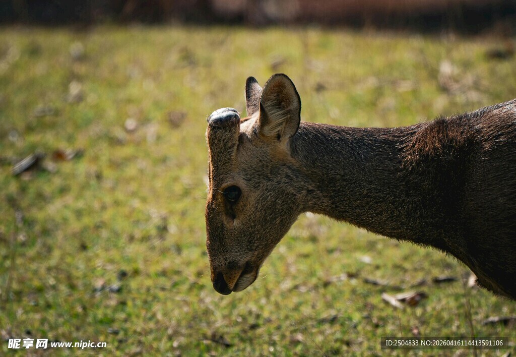 草地上的小鹿