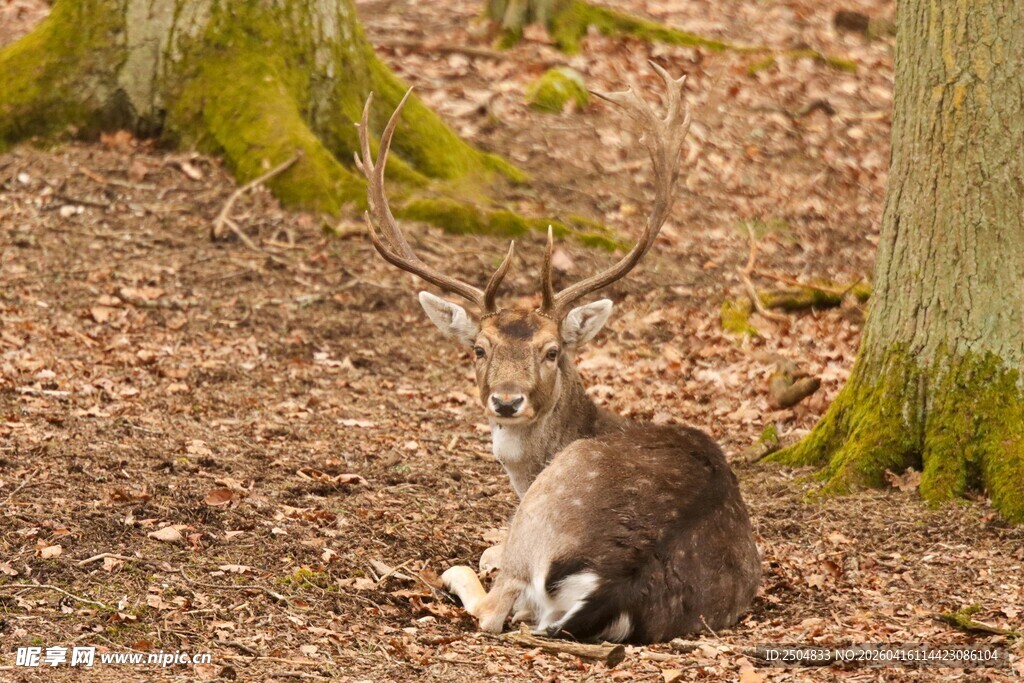 林间休憩的雄鹿