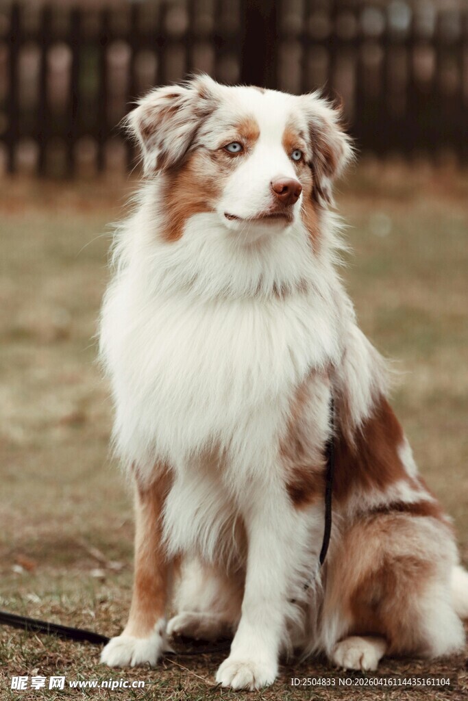 可爱边牧犬安静坐着