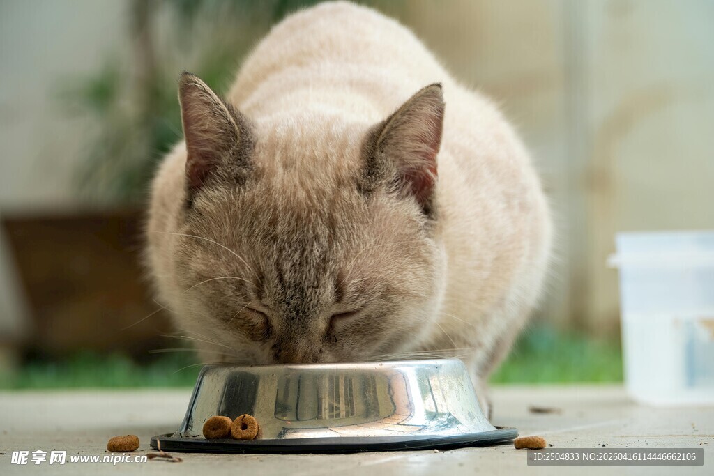 猫咪低头享用碗中食物