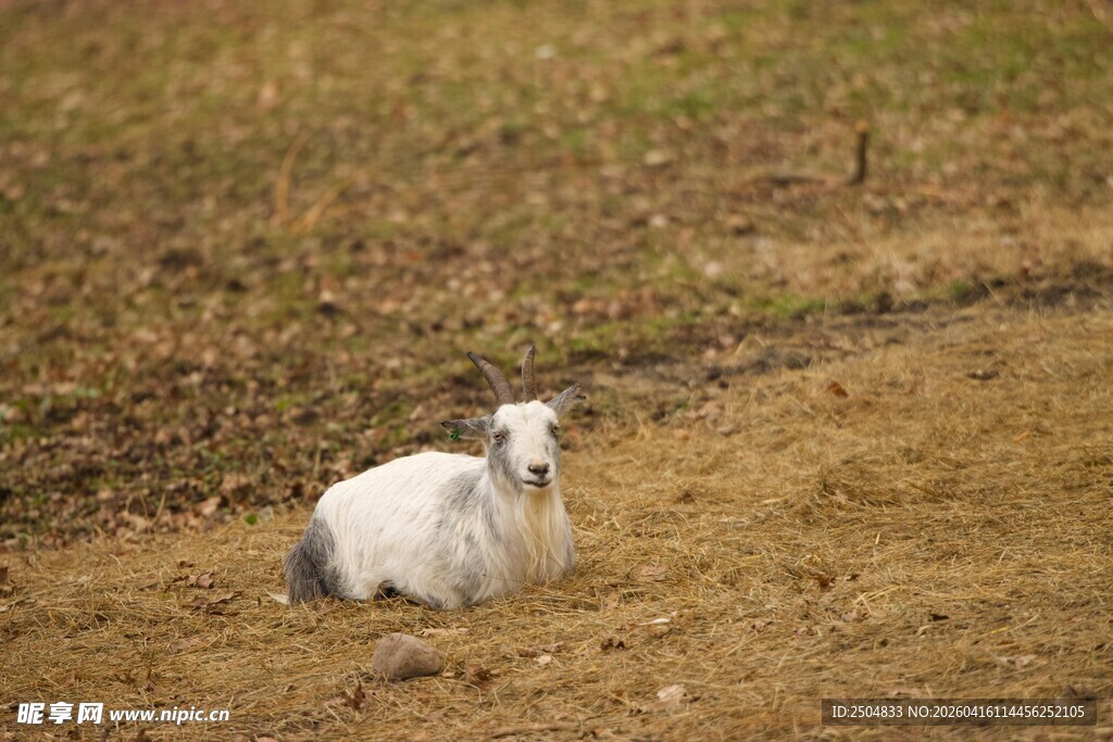 田野中休憩的白色小羊羔