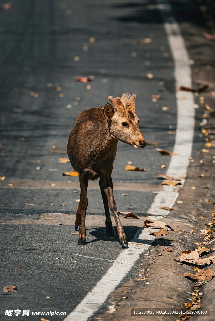 路上的小鹿