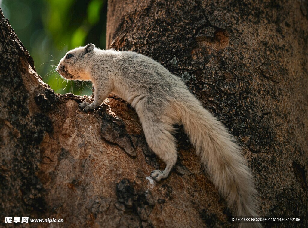 松鼠攀爬树干瞬间