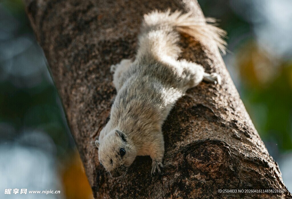 松鼠攀爬树干瞬间