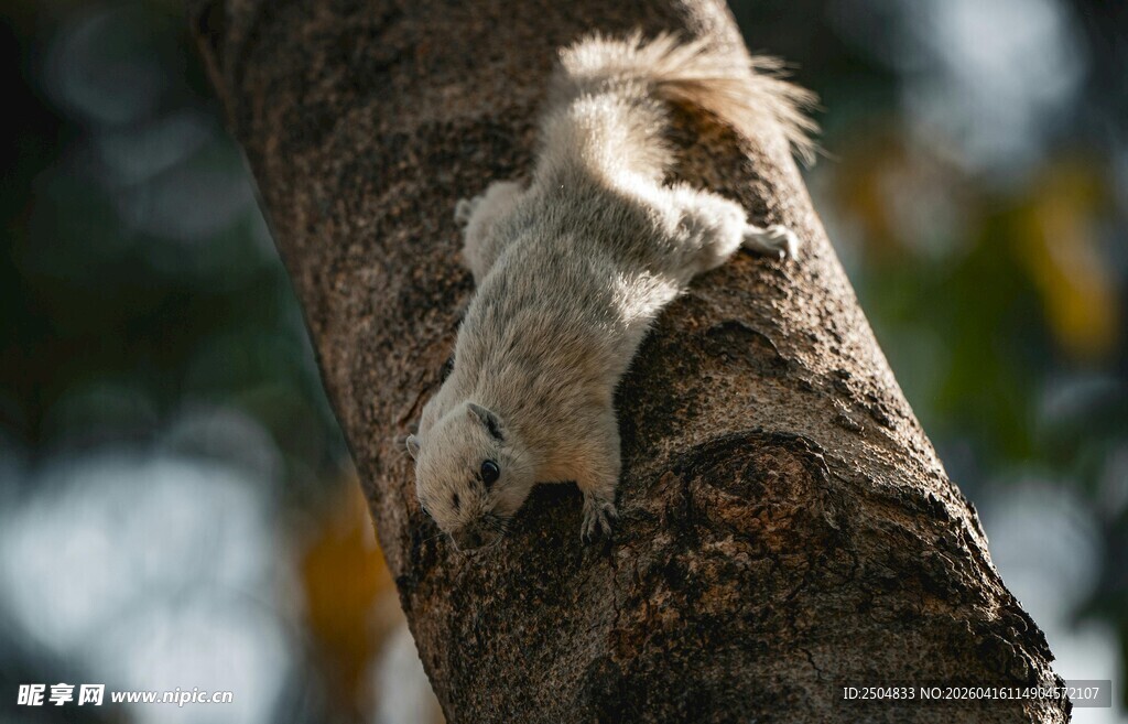 松鼠攀爬树干瞬间