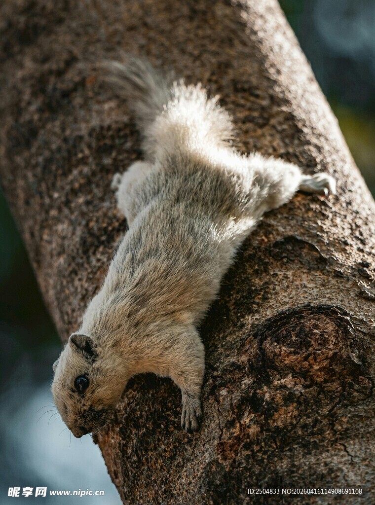 松鼠攀爬树干的瞬间