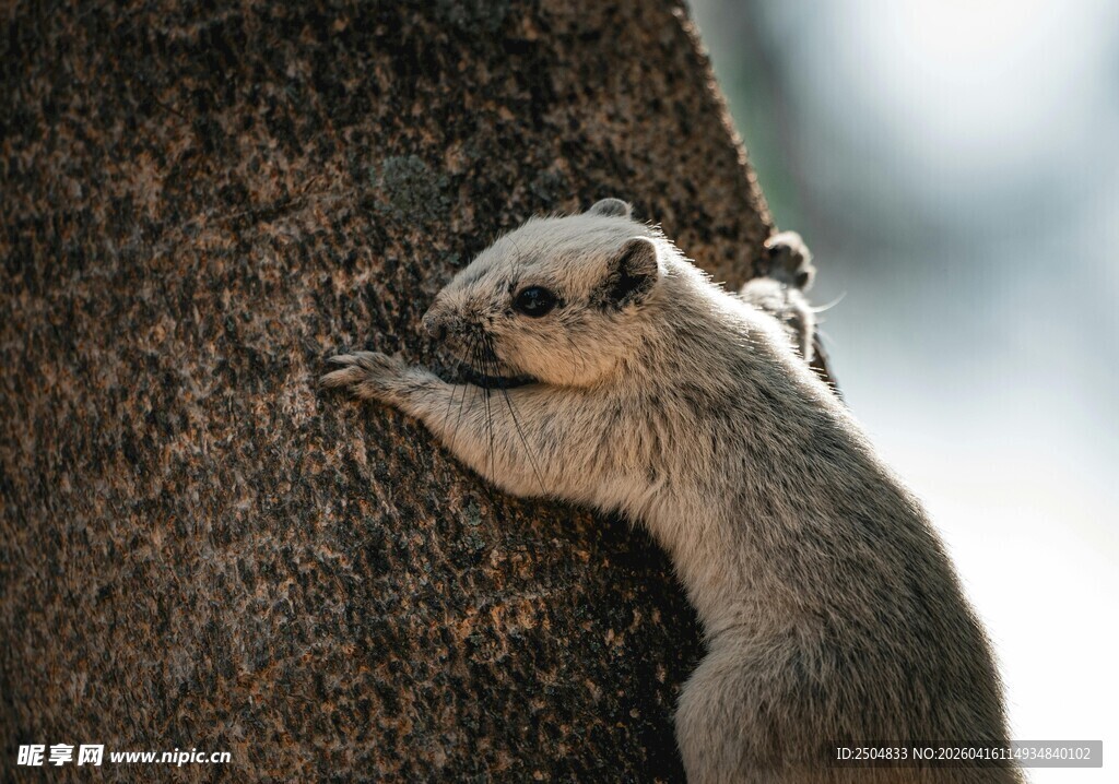 松鼠抱树憨态可掬