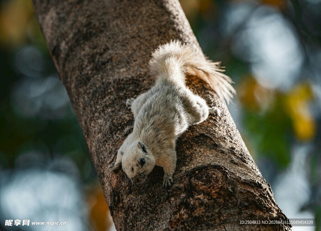 树干上的可爱松鼠