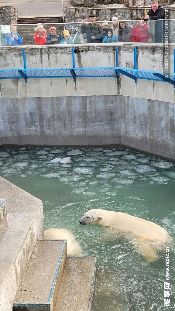 动物园中 泳的北极 