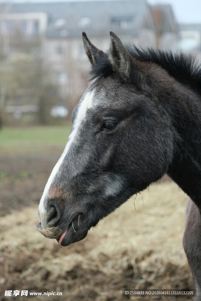 灰马特写