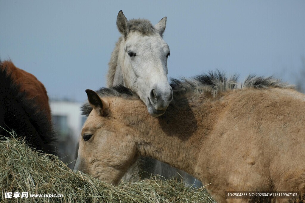 群马进食干草场景