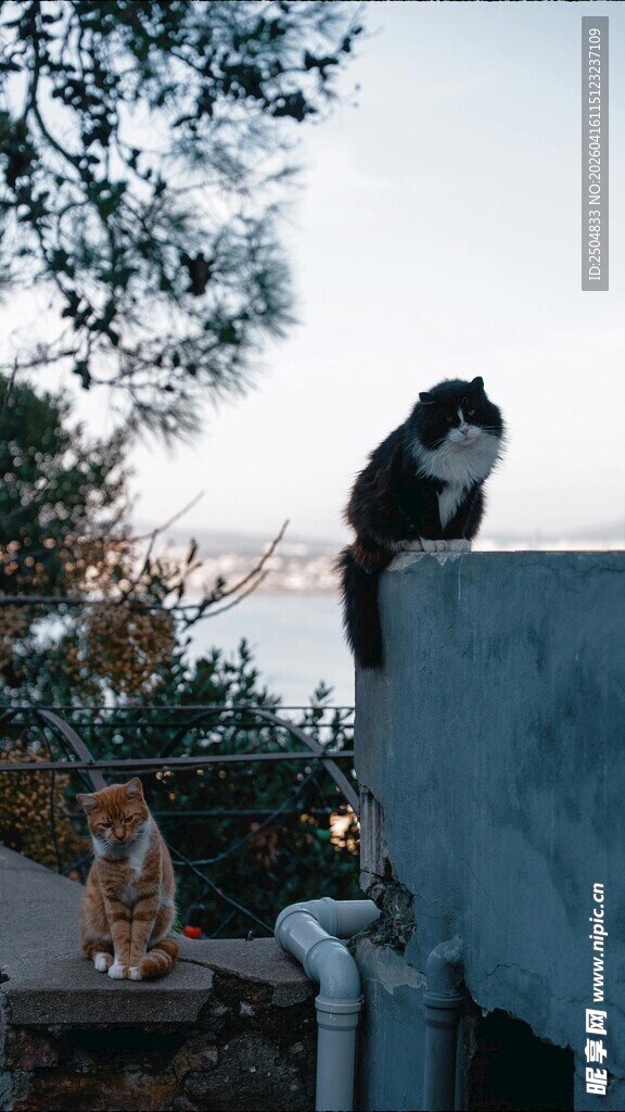 屋顶上的猫咪眺望远方