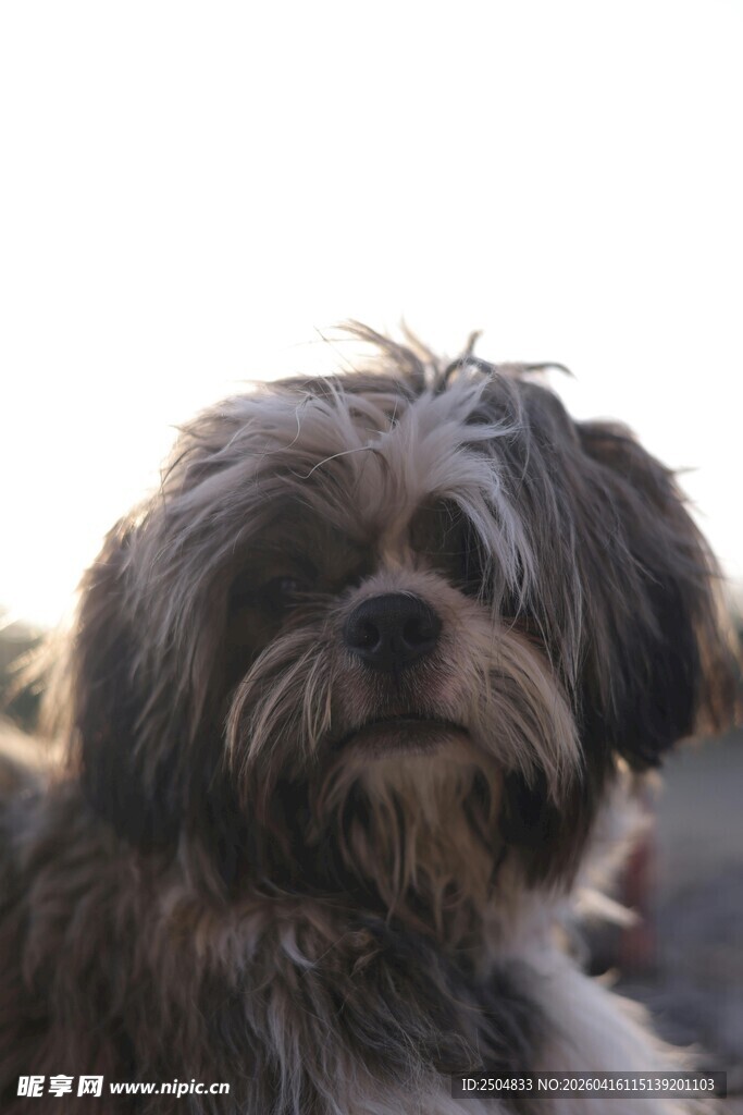 可爱长毛小狗模样讨人喜