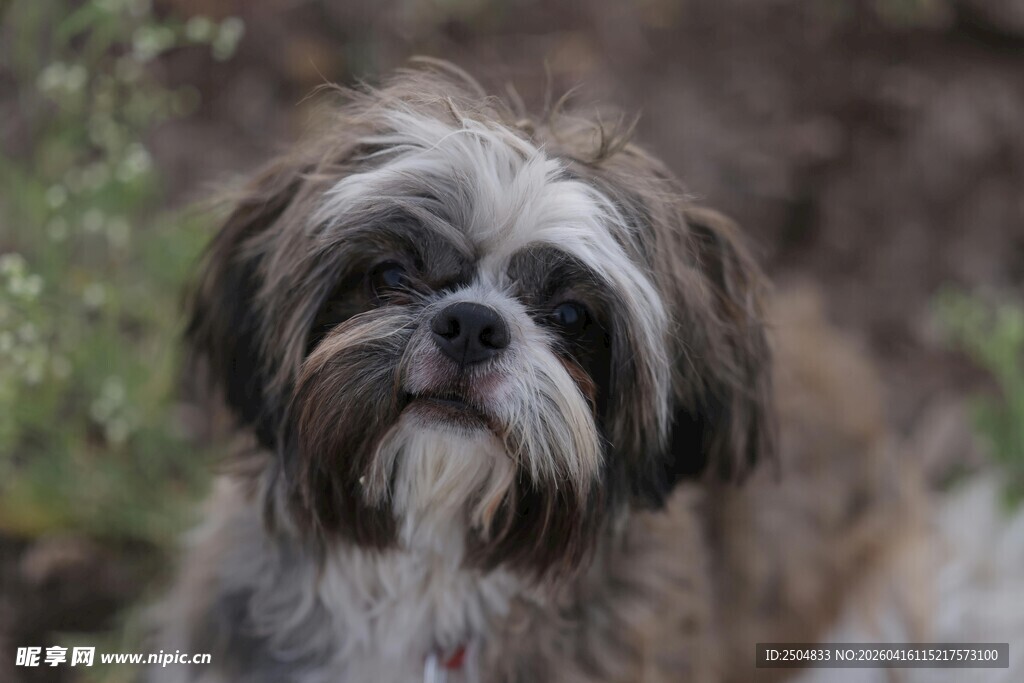 可爱西施犬户外模样