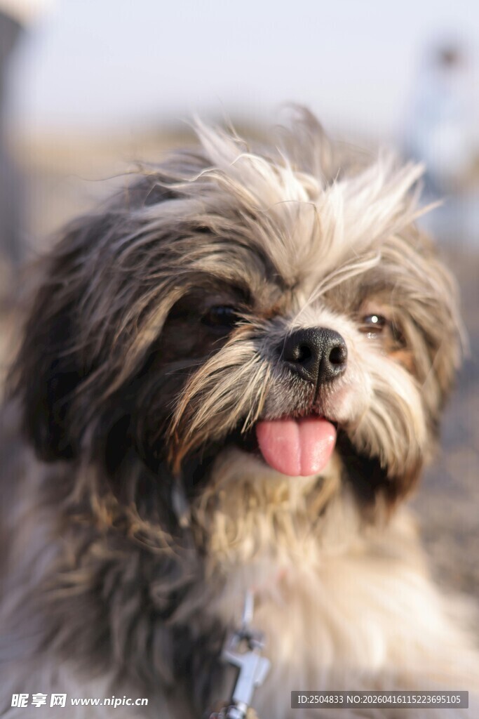 可爱西施犬吐舌卖萌