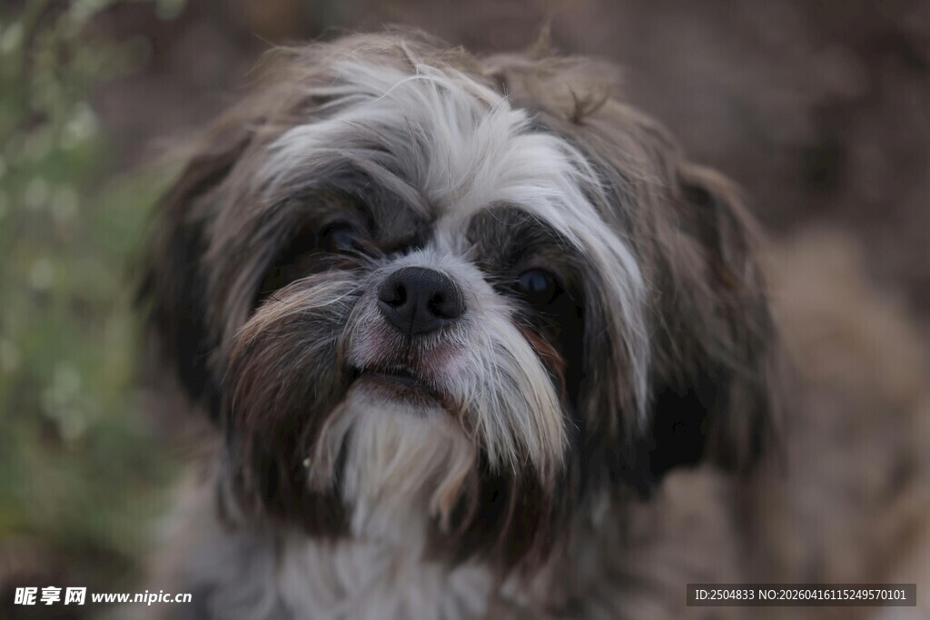 可爱西施犬特写