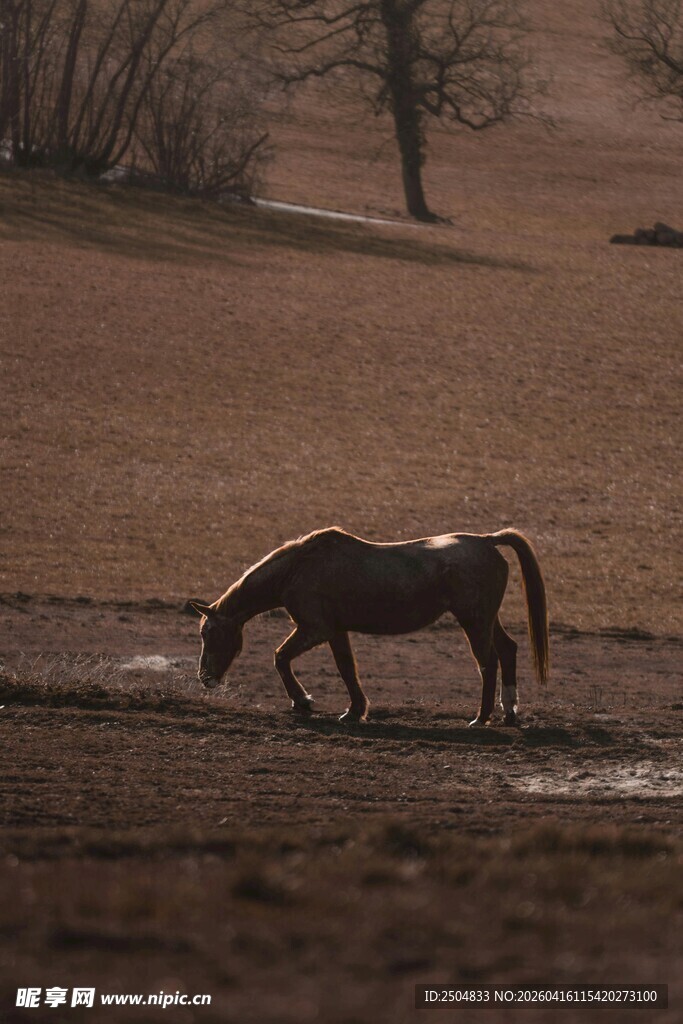 旷野中低头饮水的骏马