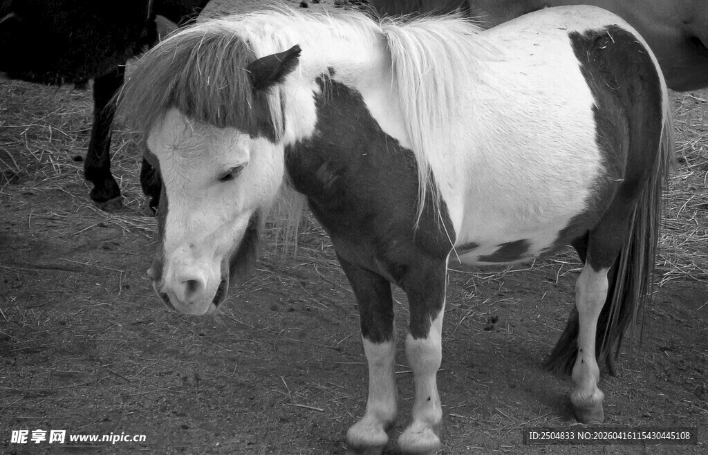 黑白花色小马