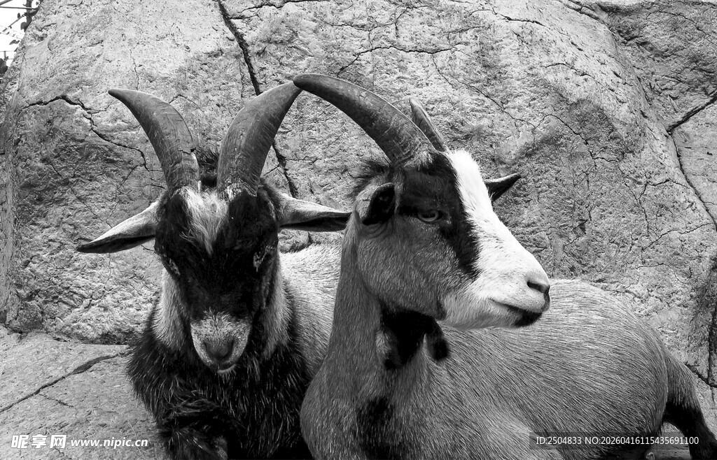 两只山羊依偎在一起