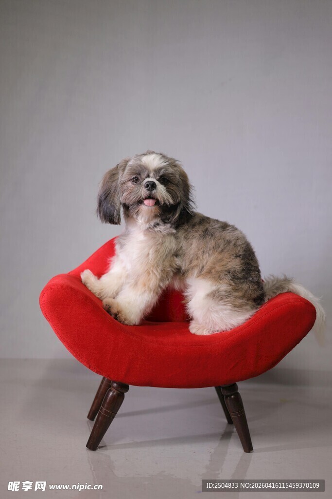可爱小狗惬意躺红色座椅
