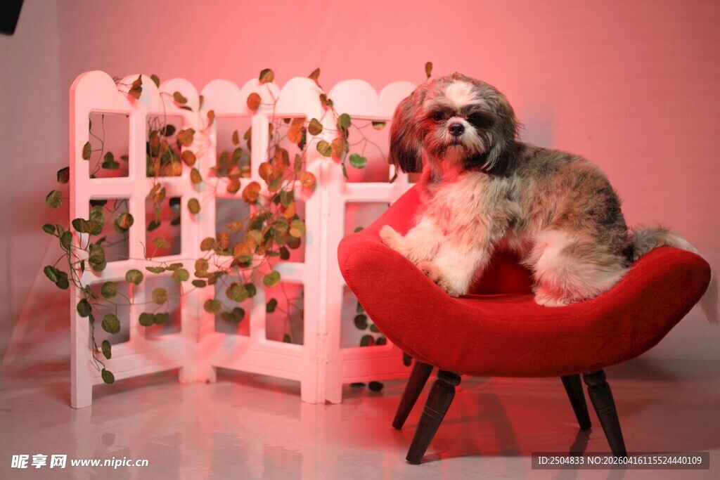 萌宠与节日装饰温馨场景