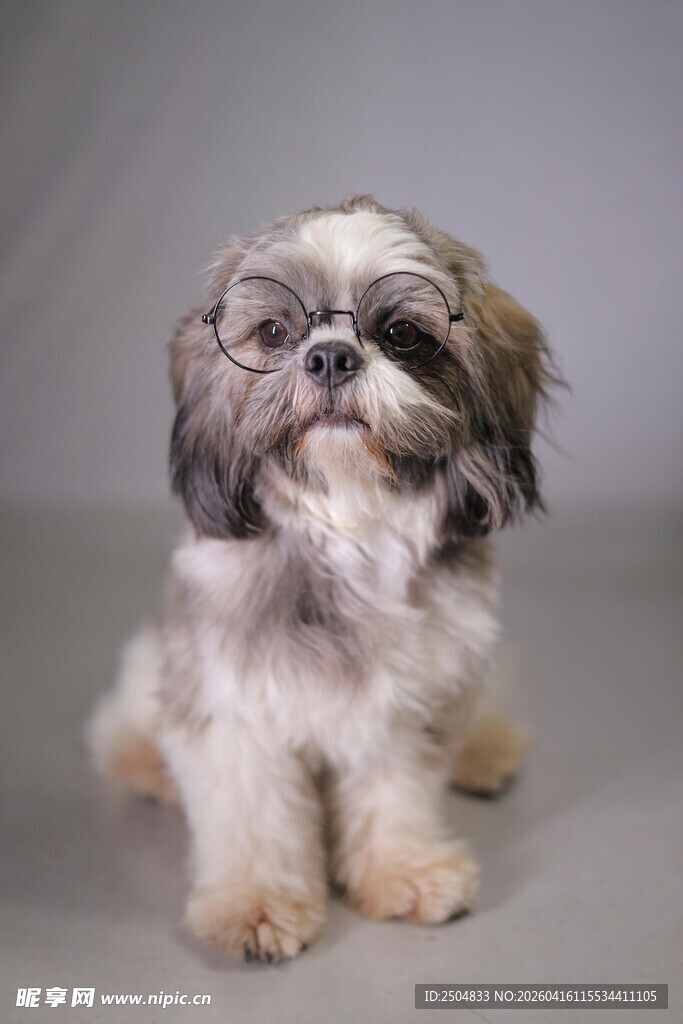 可爱西施犬乖巧坐立