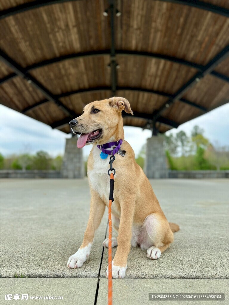 坐着的戴项圈宠物狗