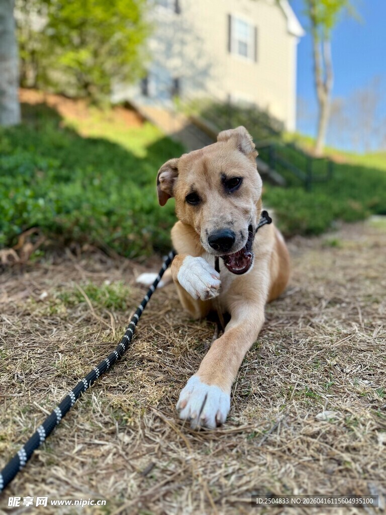 拴着链子的可爱棕色小狗