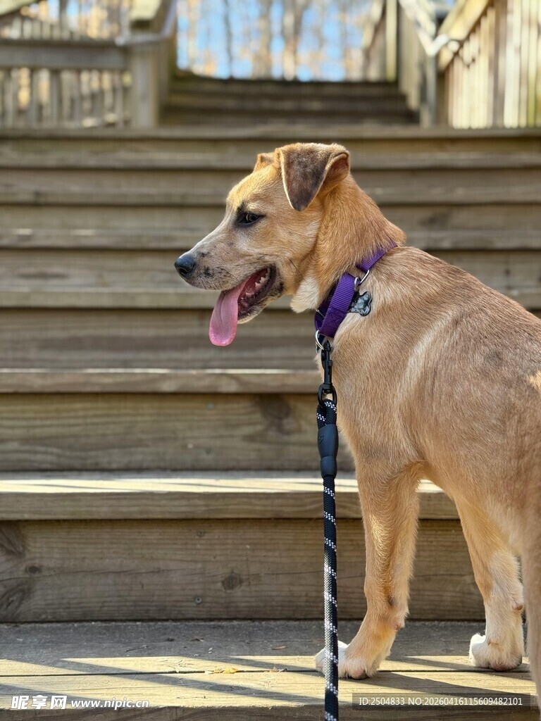 拴绳狗狗站在石阶上