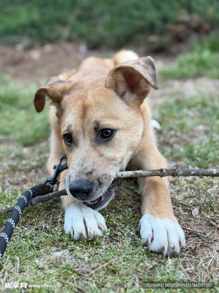 小狗咬着绳索玩耍