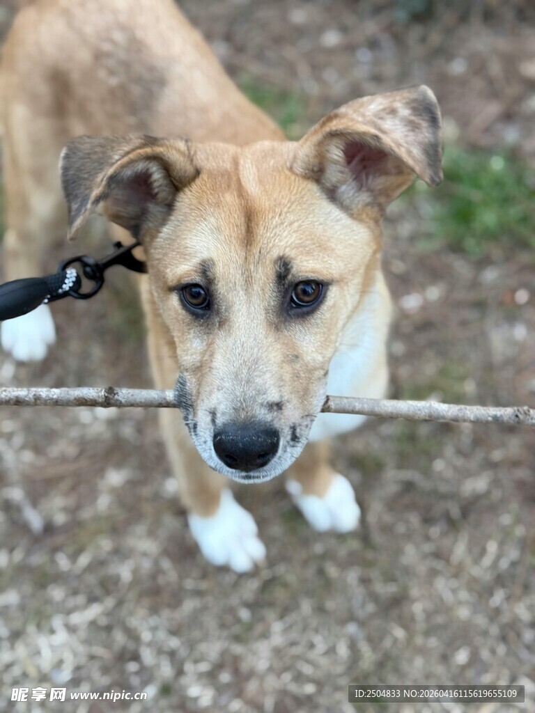 拴绳小狗的呆萌模样