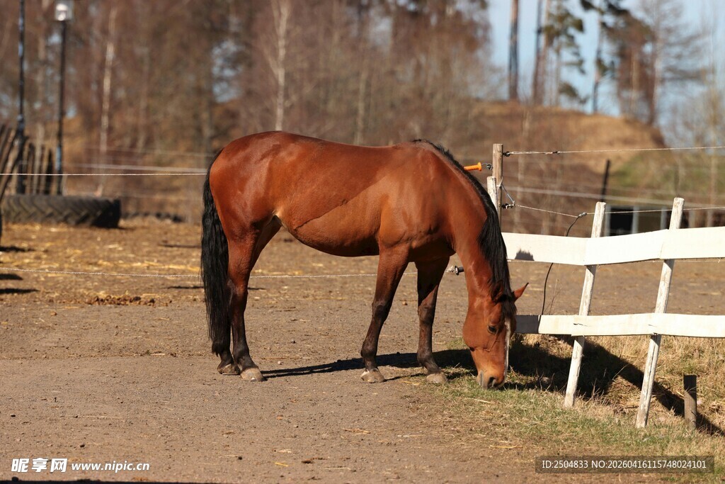 棕马于围栏边低头吃草
