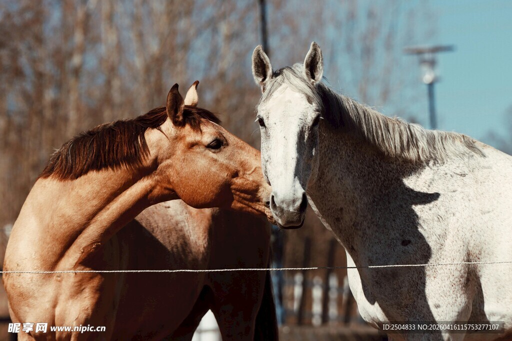 两匹马站在一起