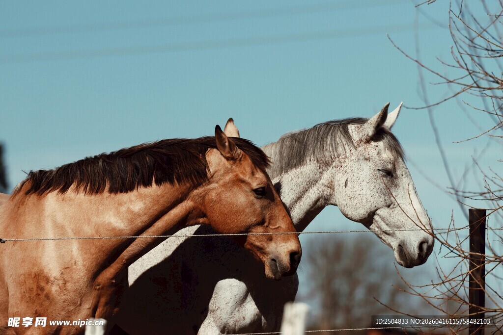 两匹马在户外惬意站立