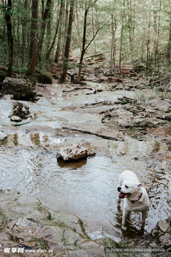 溪边小狗在自然中玩耍
