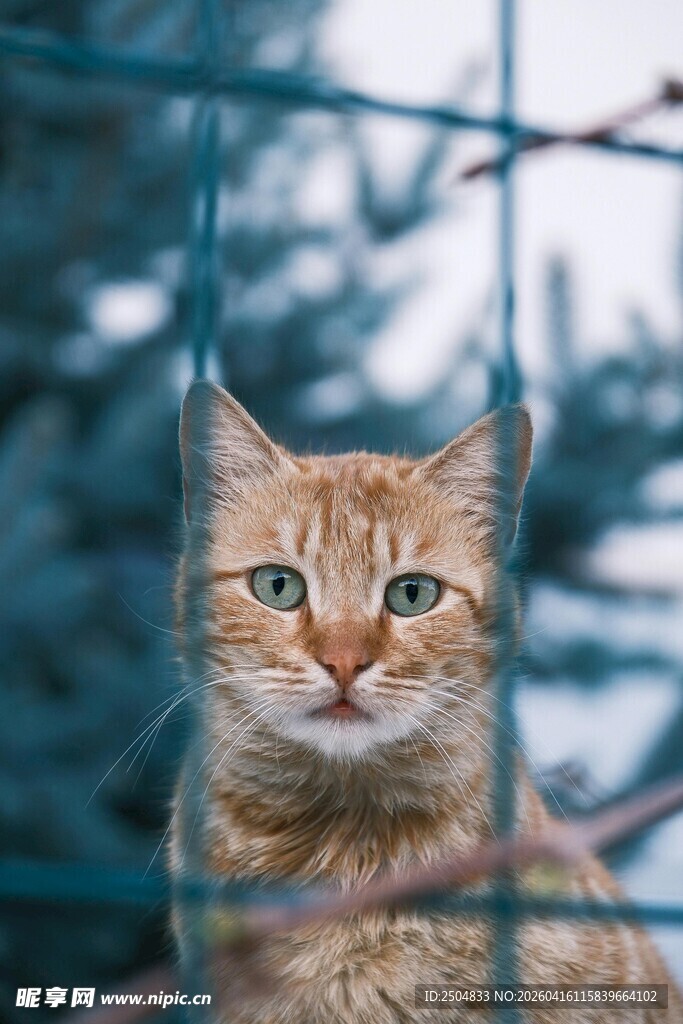 笼中橘猫 眼神透着忧郁