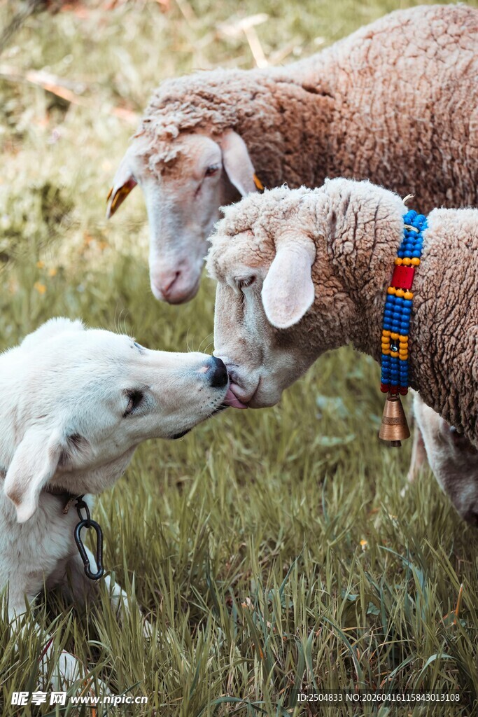 狗与羊亲密互动的温馨场景