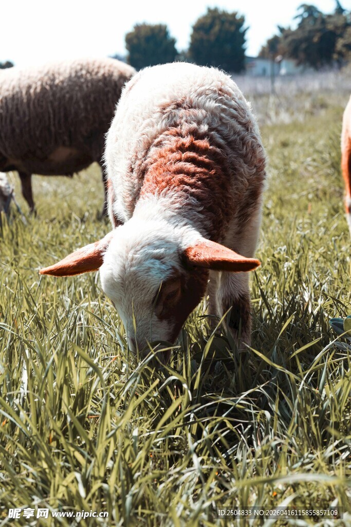 草地中低头吃草的绵羊