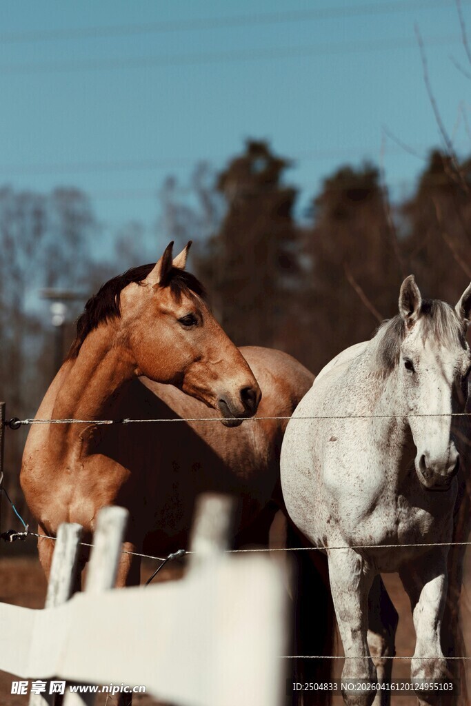 两匹马立于围栏旁
