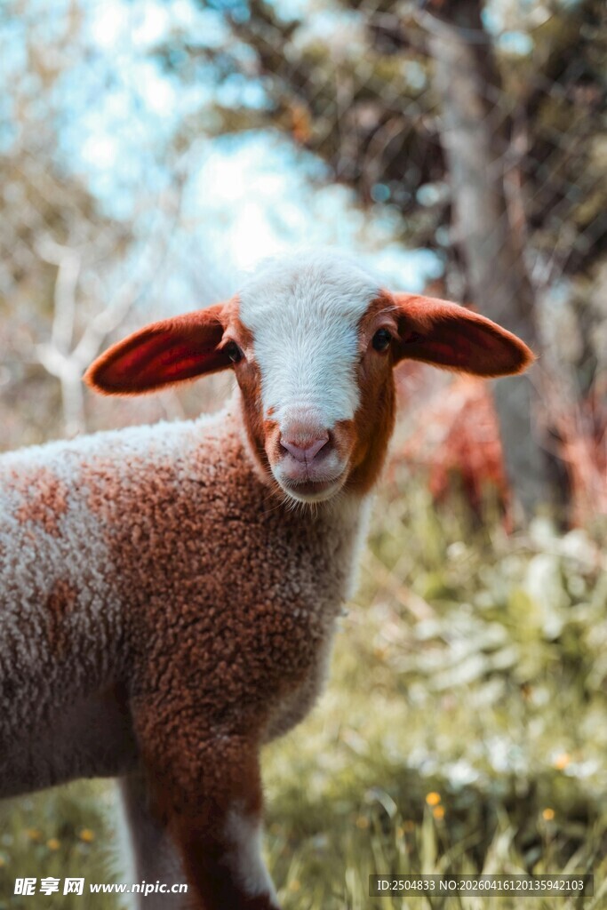 田野中的可爱小羊羔