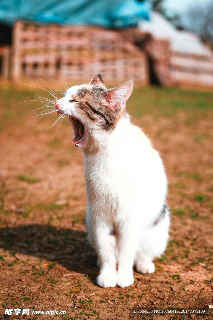 张嘴喵喵叫的可爱猫咪