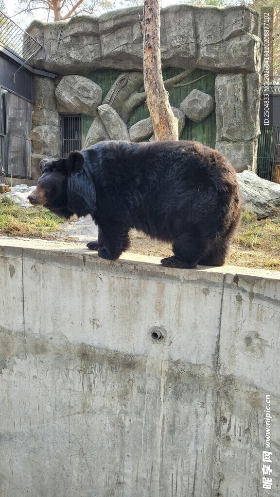 黑熊立于石台上张望