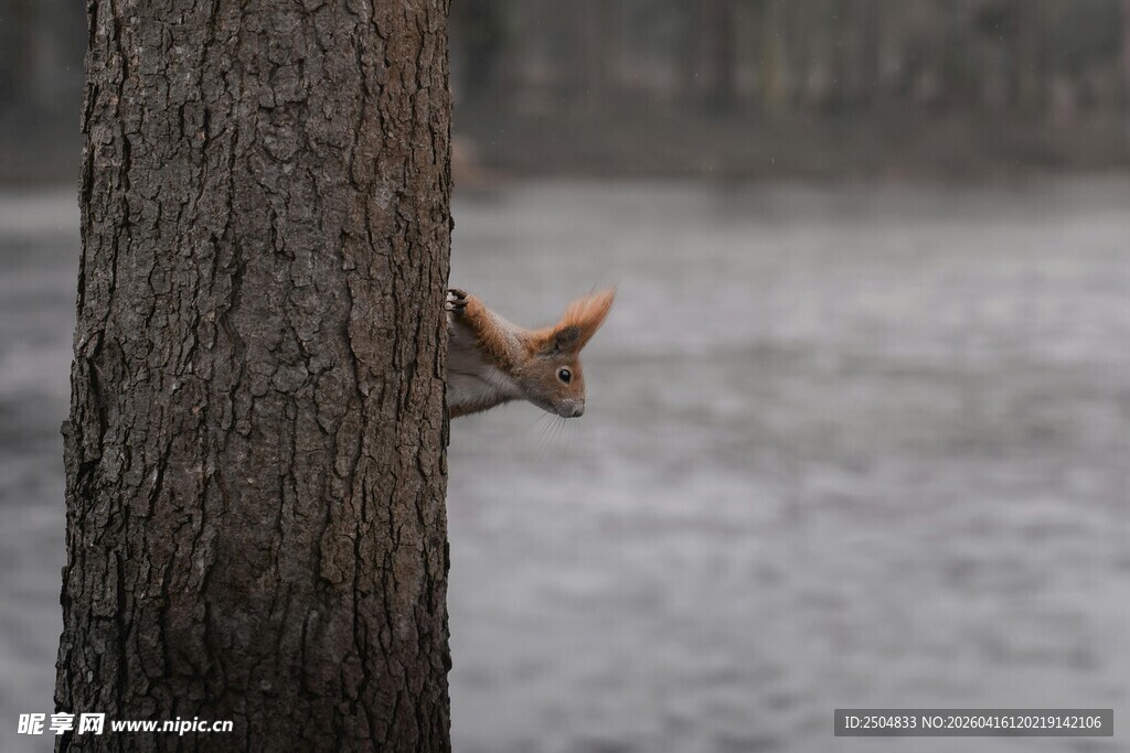 松鼠躲树后窥测周围环境