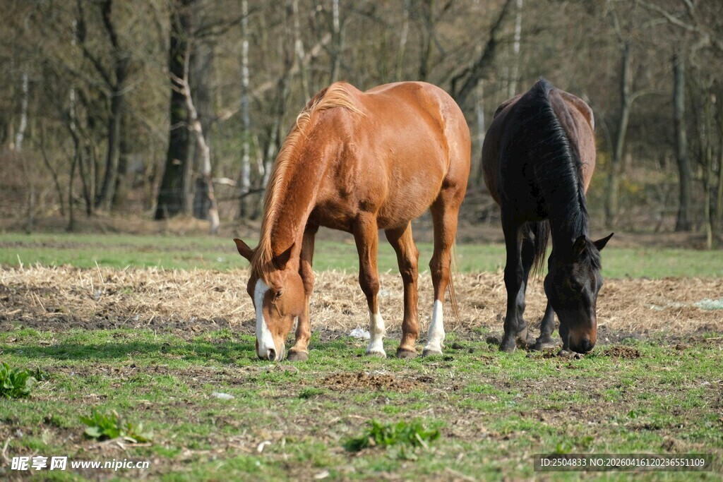 两匹马在草地悠闲吃草