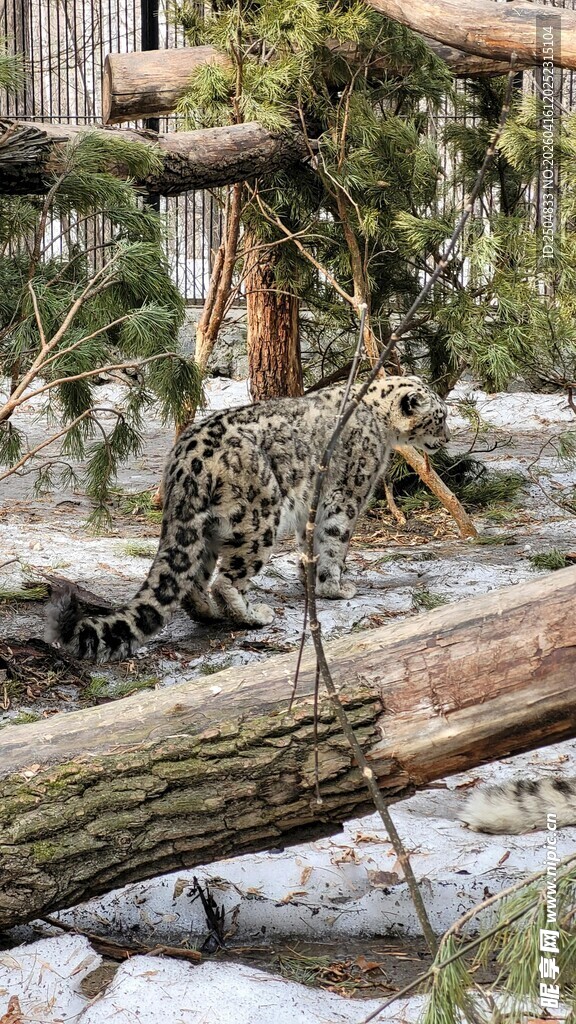 雪地中栖息在木头上的豹