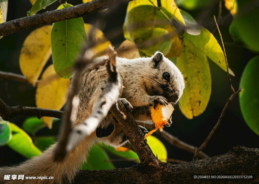 树枝上进食的可爱小松鼠