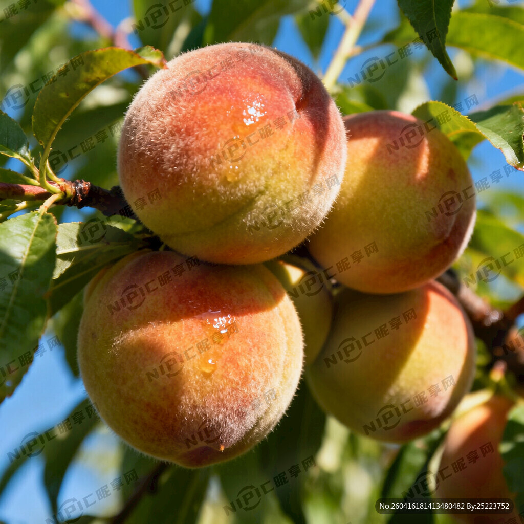 润心桃李园 果实